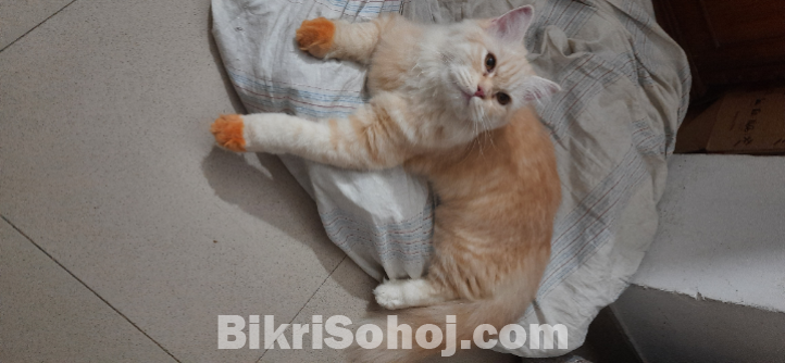 Female Persian Cat